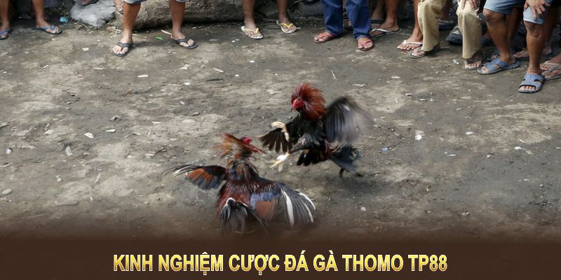 Kinh nghiệm cược đá gà Thomo TP88 giúp bạn tối ưu chiến thắng