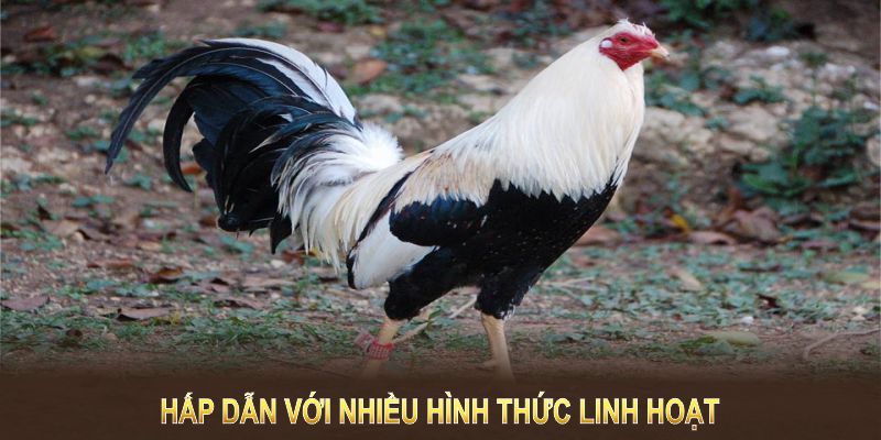 Cược đá gà Thomo TP88 hấp dẫn với nhiều hình thức linh hoạt