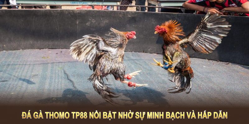 Đá gà Thomo TP88 nổi bật nhờ sự minh bạch và hấp dẫn